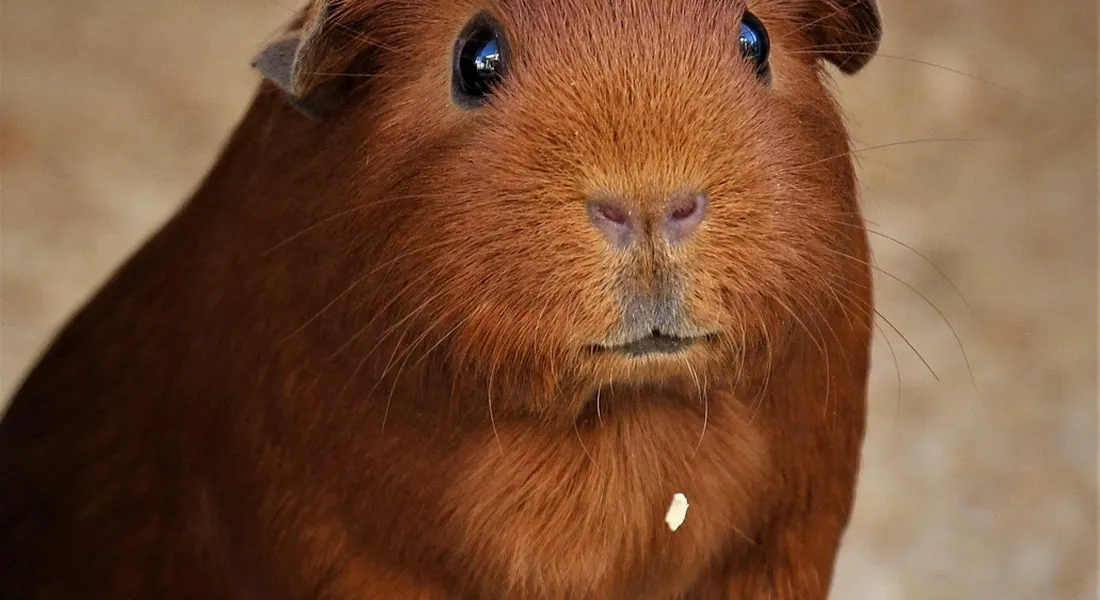 Close-up of a brown guinea pig with a small pellet near its mouth