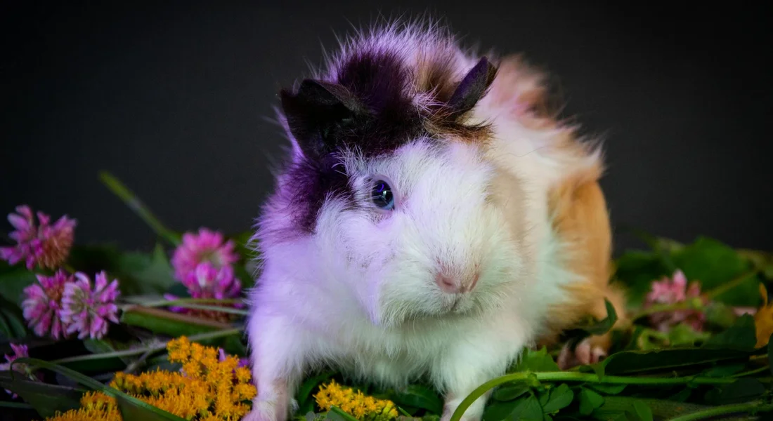 Close-up of a fluffy guinea pig with white, black, and brown fur sitting among colorful flowers
