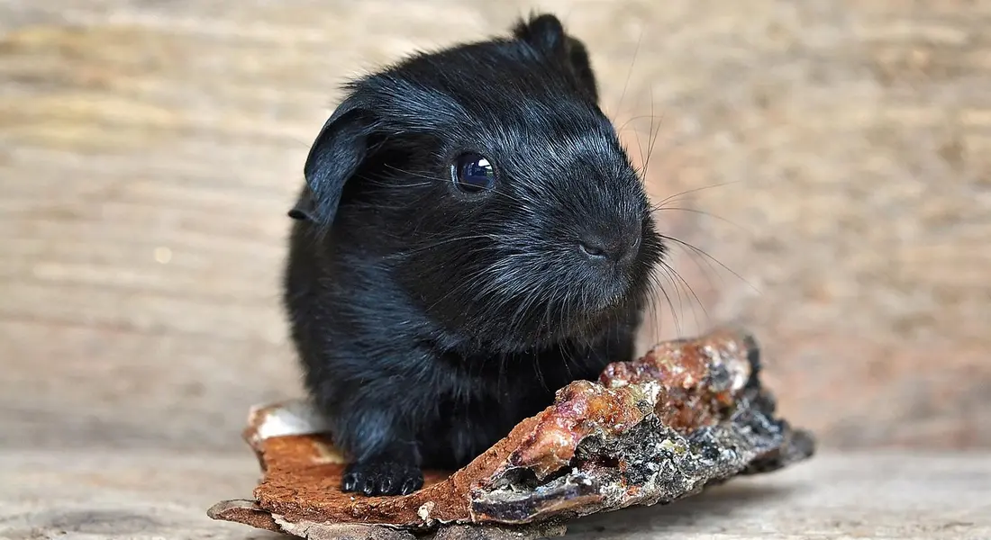 Small black newborn guinea pig sitting on a dried leaf with a wooden background.