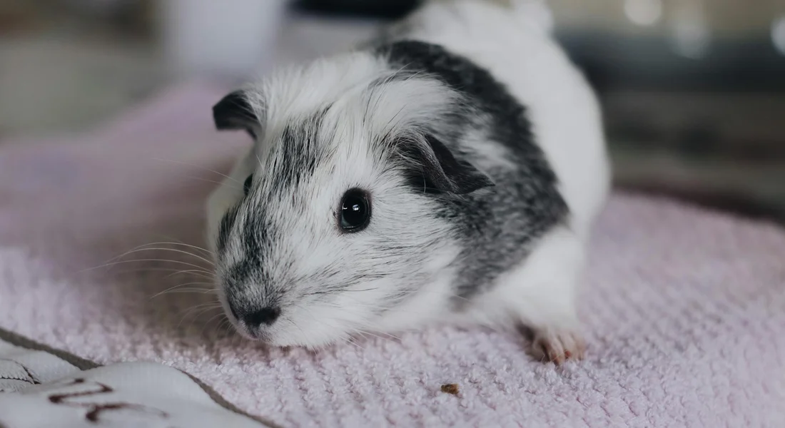 Close-up of a small, white and grey guinea pig on a soft pink towel.