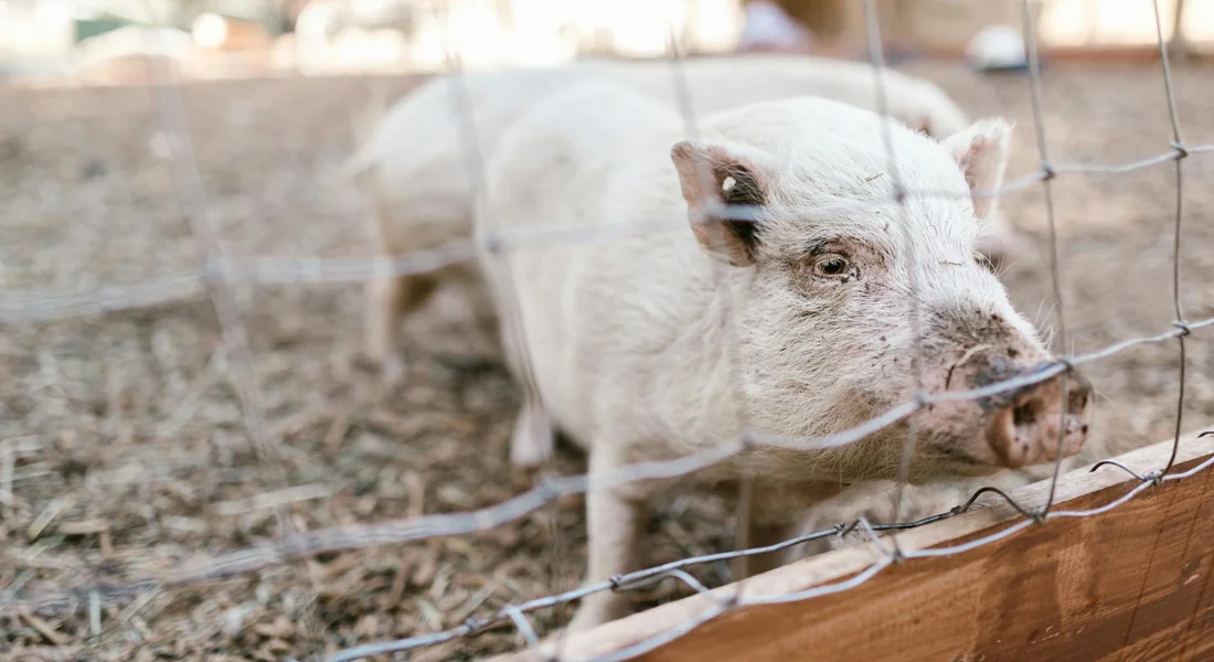White guinea pig behind a metal fence in a pen with straw bedding, looking toward the camera.