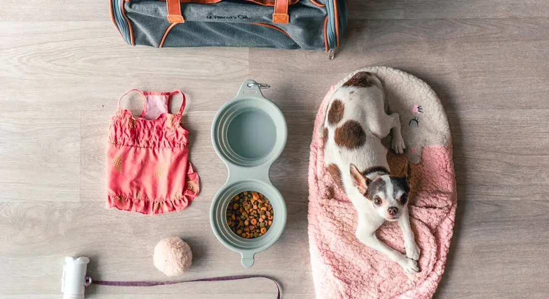 Top-down view of a guinea pig setup on a wooden floor, featuring a pink fleece bed with a guinea pig, a two-compartment feeding bowl, a water bottle, and a bag nearby.