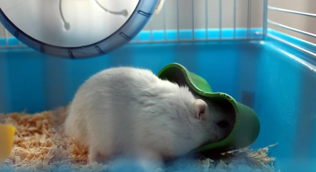White guinea pig resting inside a blue cage with wood shavings and a green curved shelter.