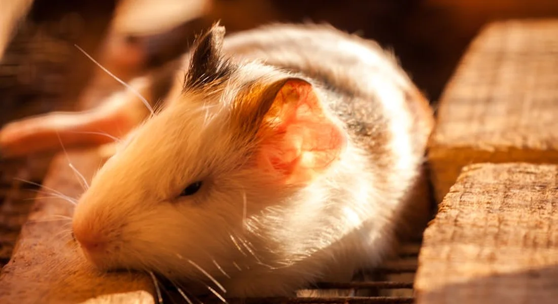 Close-up of a pale guinea pig resting on wooden slats in a sunlit enclosure, with pink ears and soft fur.
