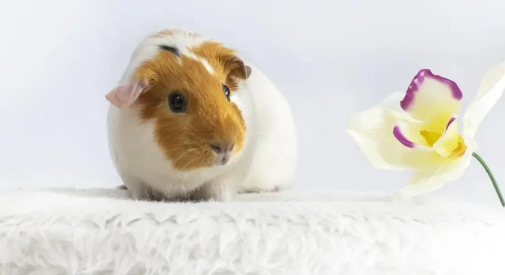 How to Properly Rehome or Foster a Guinea Pig