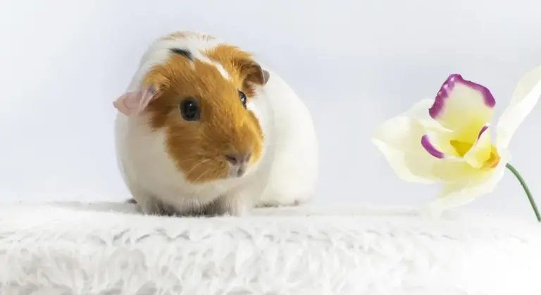 Brown and white guinea pig sitting on a soft white surface next to a pale yellow orchid with purple center.