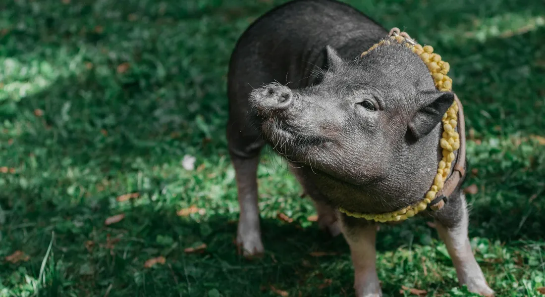 A guinea pig standing on green grass with a light yellow rope necklace around its neck outdoors.