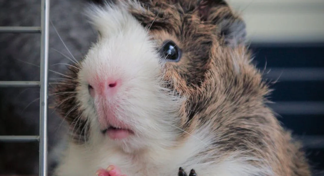 Close-up of a guinea pig peeking from behind a metal cage bar with brown and white fur.