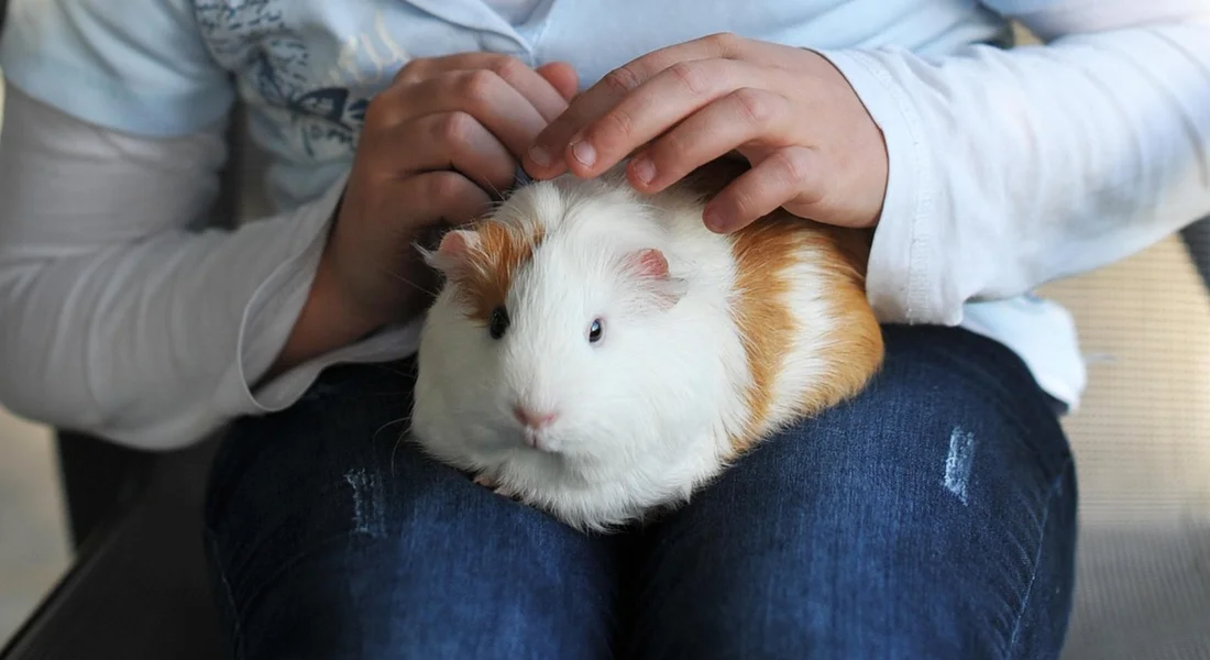 A white and orange guinea pig sits calmly on a person's lap while being gently petted, illustrating safe, supervised handling.