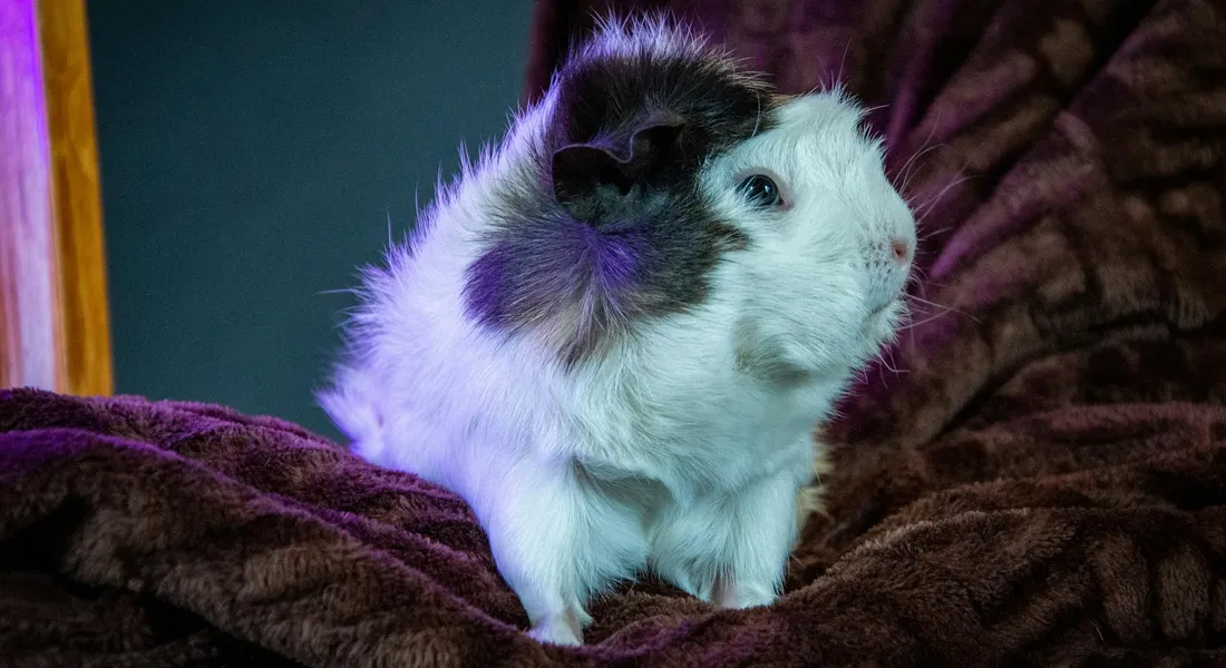 A guinea pig with white fur and a dark patch on its head sits on a brown blanket.