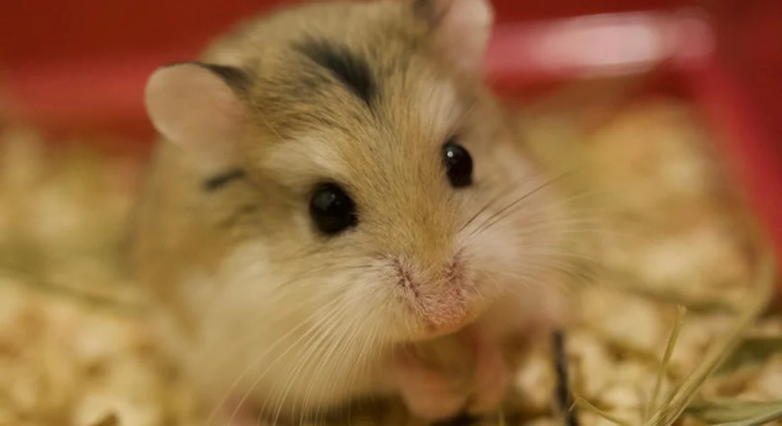Close-up image of a guinea pig with brown and white fur in warm bedding