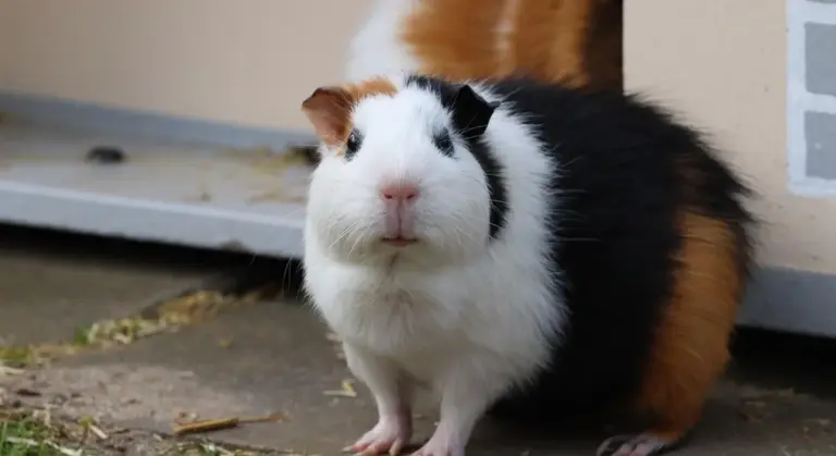 Tri-color guinea pig (white, black, and orange) standing on a concrete surface near a doorway.