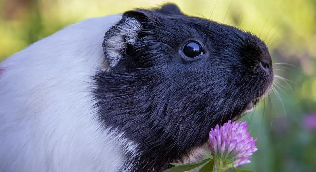 Close-up of a black and white guinea pig with a glossy coat sniffing a pink-purple flower in a sunlit garden.
