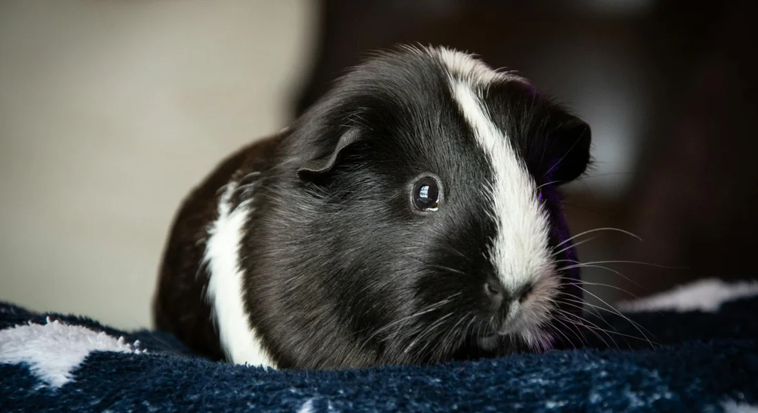 Guinea pig with black and white fur on a blue blanket, looking alert and stressed.