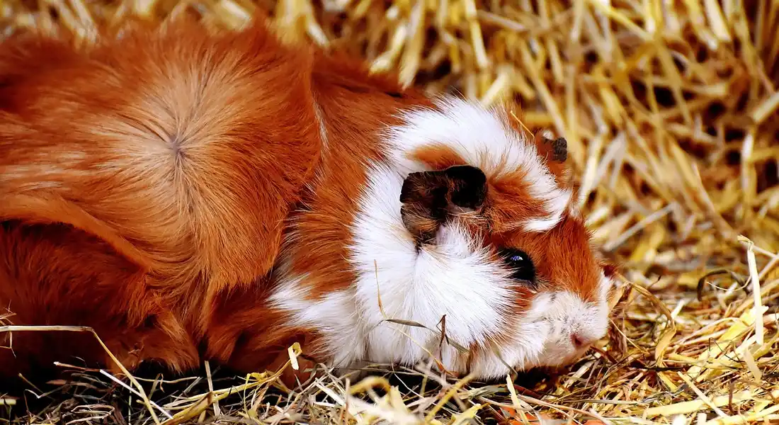 Guinea pig resting on straw bedding