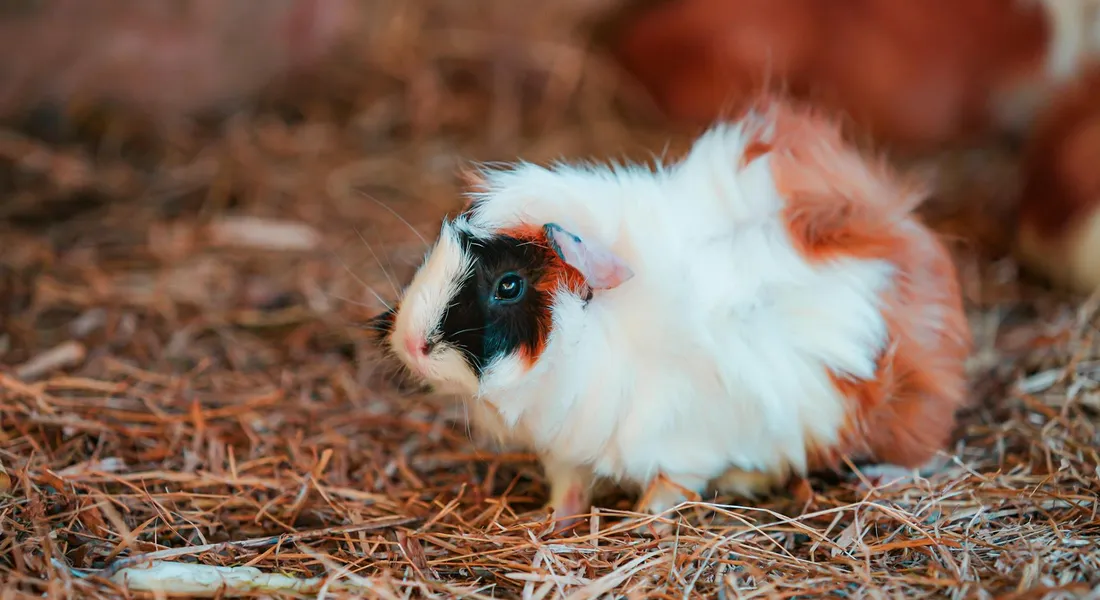 Fluffy guinea pig with white fur and a dark face, standing on straw bedding inside its enclosure.