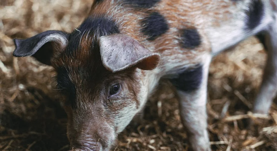 Close-up of a small animal with patchy brown and black fur on straw bedding