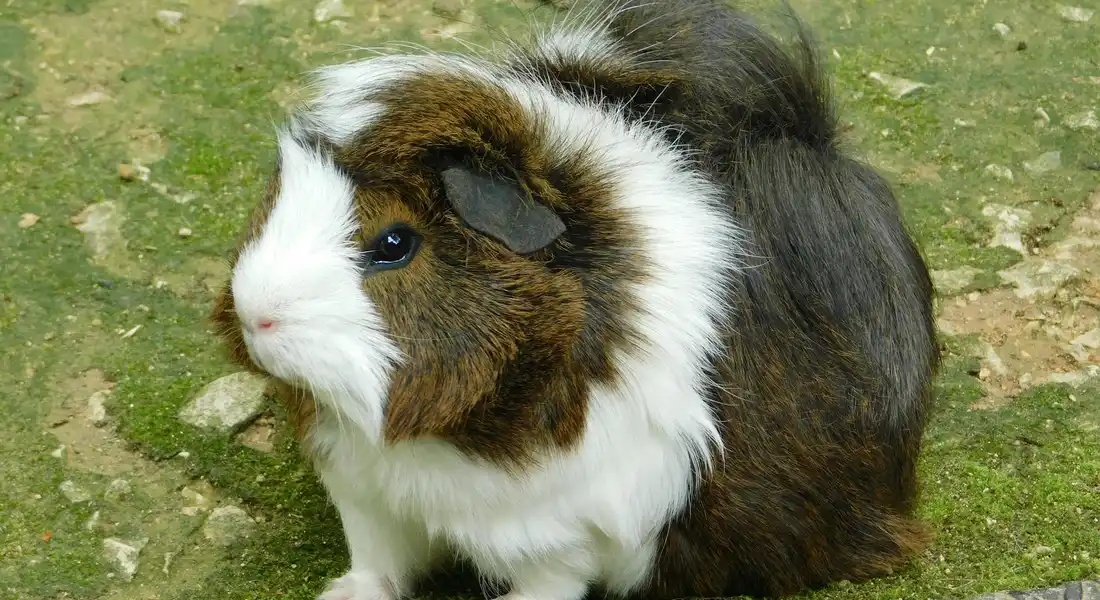 Long-haired guinea pig with brown, white, and black fur sits on grass outdoors.