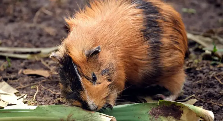Close-up of a tri-colored guinea pig (orange, black, and white) nibbling on leaves on the ground.