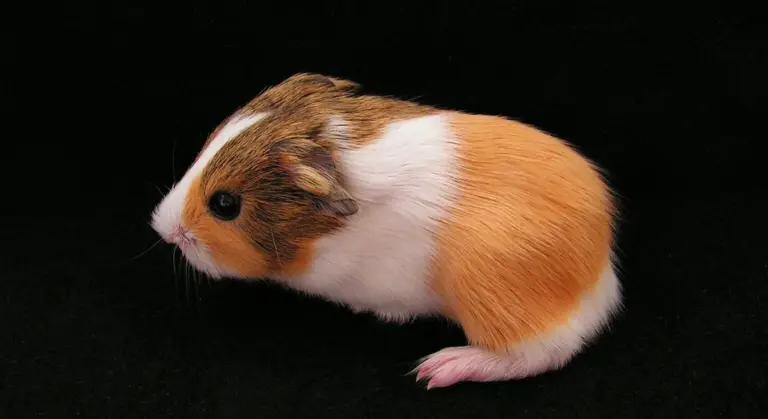 A small tri-color guinea pig (brown, white, and orange) on a black background, facing left.