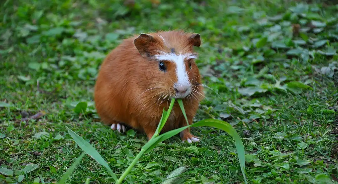 Brown and white guinea pig on green grass, nibbling a blade of grass and looking to the side.
