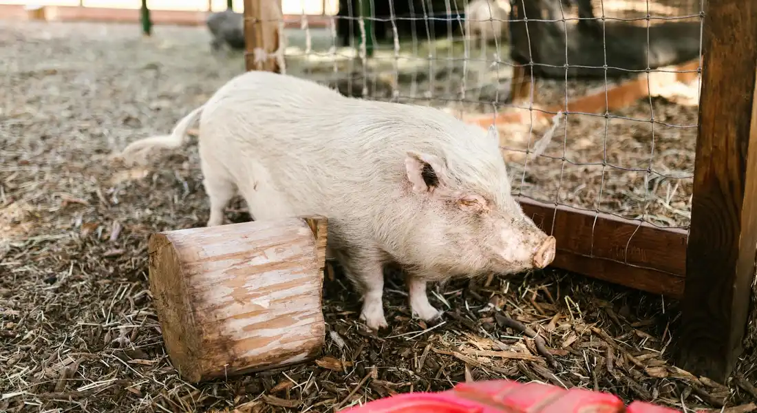 A white guinea pig stands in a pen next to a wooden block, looking ahead amid a fenced enclosure.