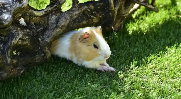A guinea pig with white and tan fur huddles under a tree branch on a sunny, grassy lawn.
