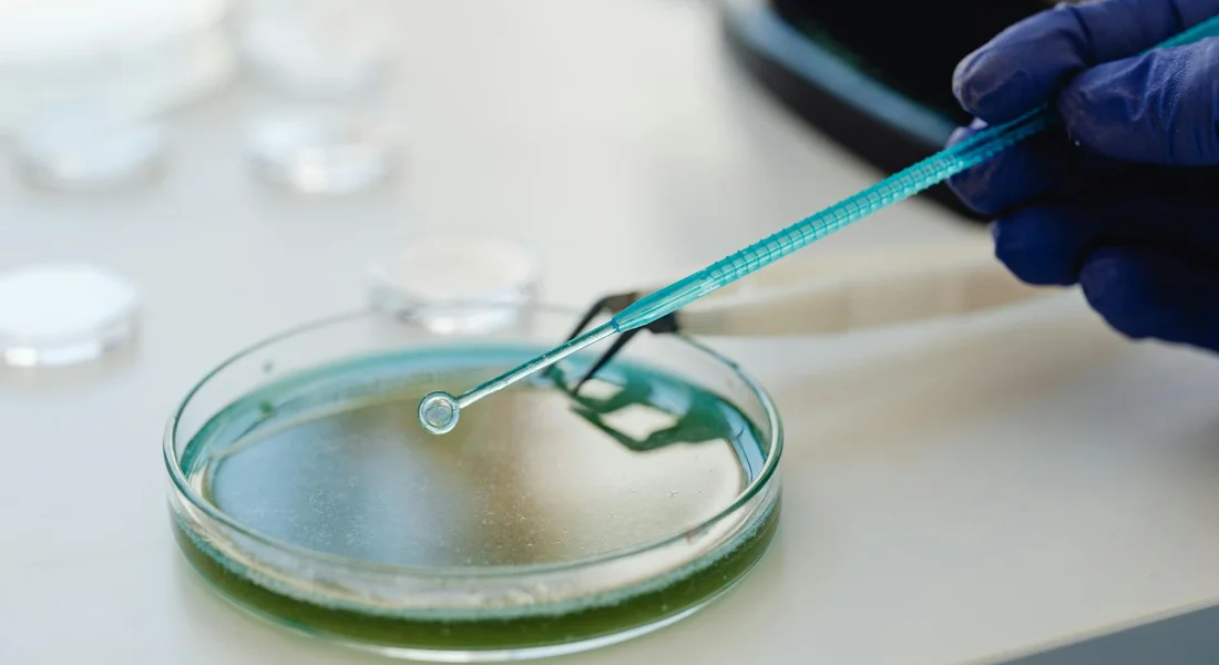 Gloved hand uses a pipette to transfer a guinea pig urine sample into a petri dish in a laboratory setting.