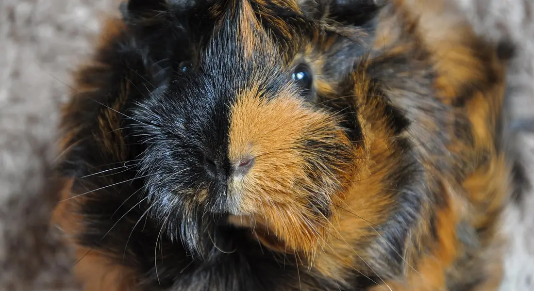 Close-up of a tri-colored guinea pig (black, orange, and white) looking at the camera.