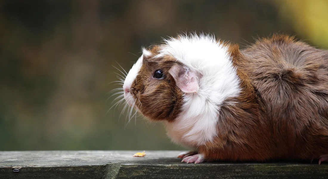 A brown and white guinea pig perched on a wooden ledge, looking to the left
