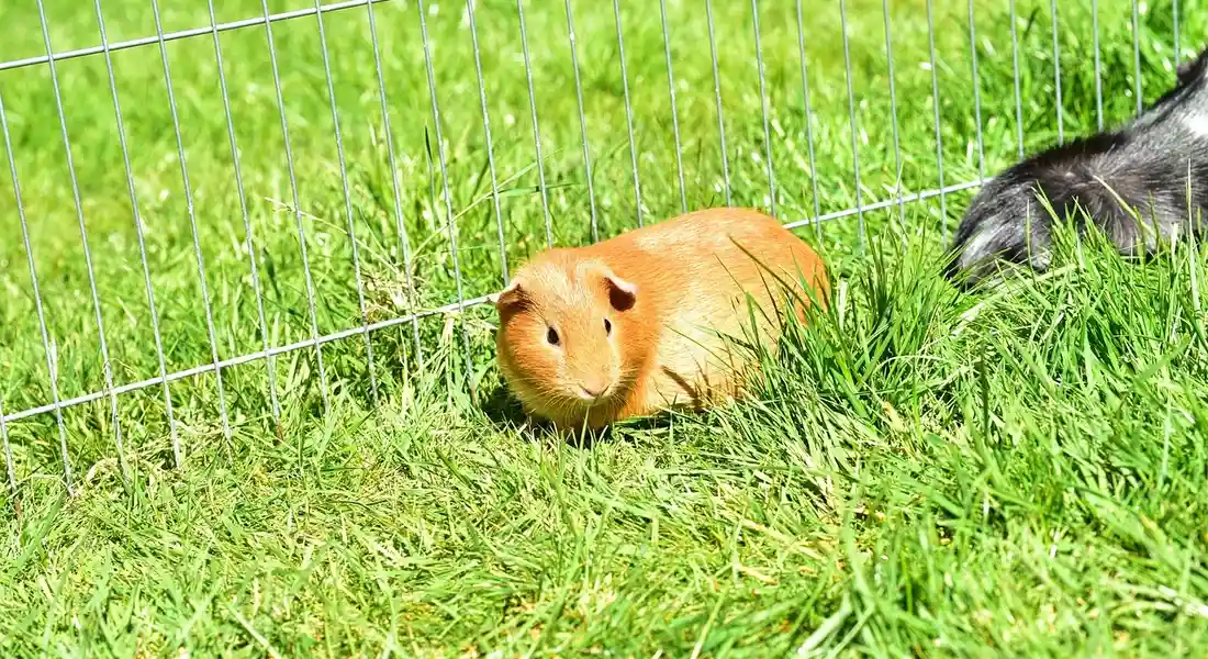 A brown guinea pig on bright green grass beside a metal wire fence outdoors.