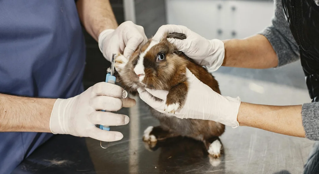 Guinea pig on a metal examination table being held by gloved hands during a veterinary checkup.
