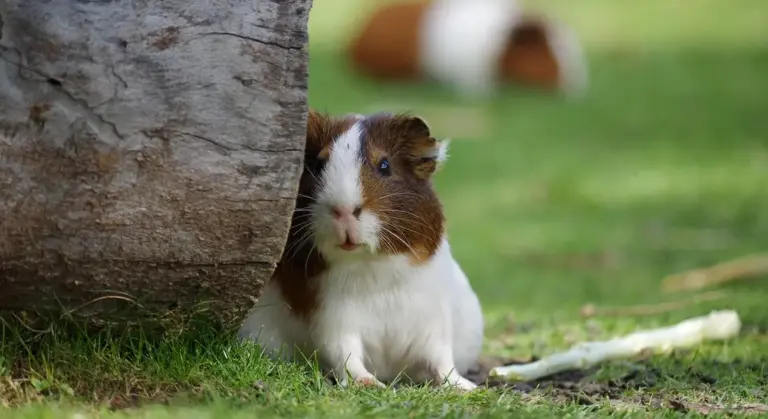 A guinea pig with brown and white fur peeks from behind a tree in a grassy yard, with another guinea pig out of focus in the background.