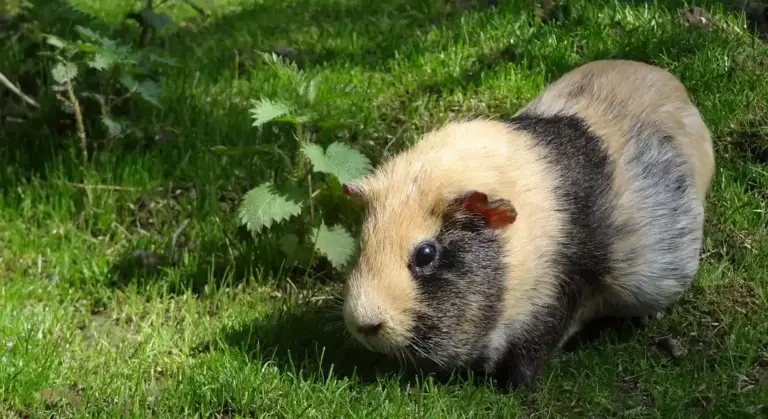 Guinea pig on green grass, close-up