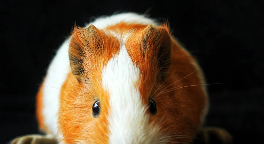 Close-up of a guinea pig's face showing its long whiskers