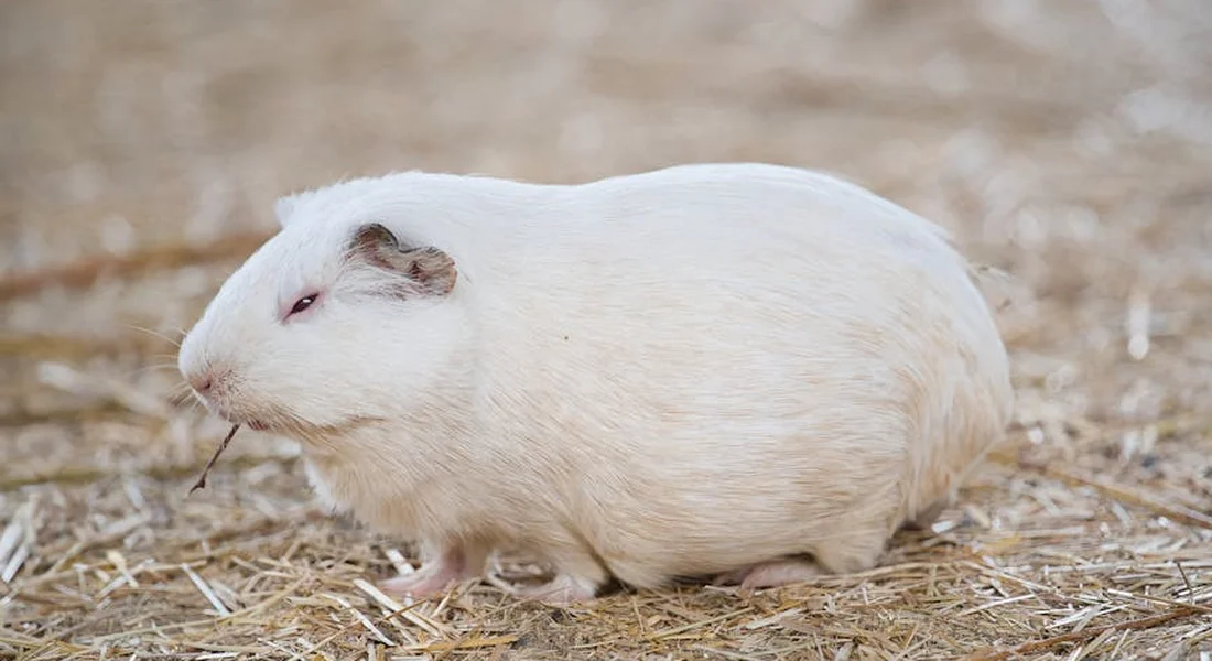 White guinea pig sitting on straw