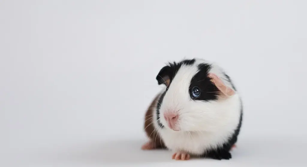 How Often Do Guinea Pigs Poop and Pee? (Normal Frequency Guide)
