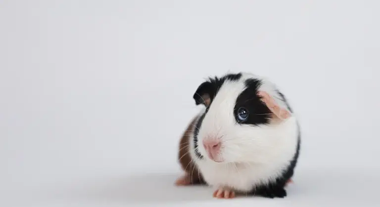 Close-up of a black and white guinea pig on a white background, looking toward the camera.