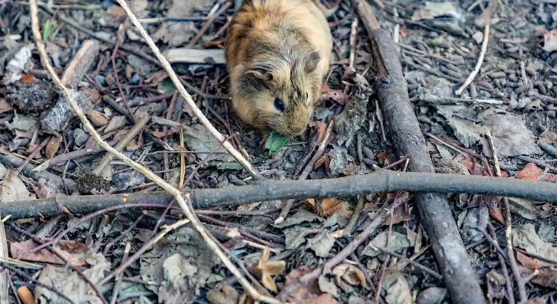 Guinea pig on leaf litter and twigs outdoors, foraging in a natural winter setting.
