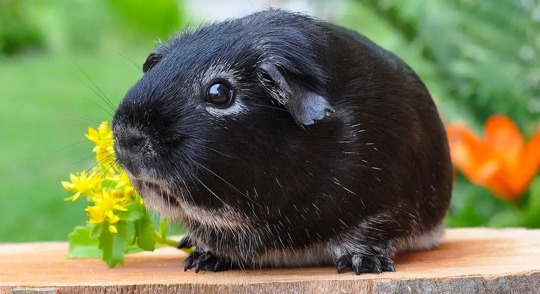 Black guinea pig sitting on a wooden ledge with yellow flowers in a garden background.
