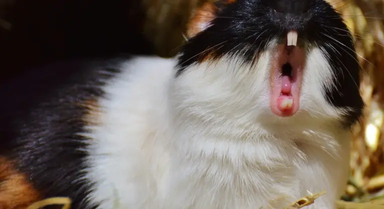 Close-up of a guinea pig with its mouth open, showing its teeth.