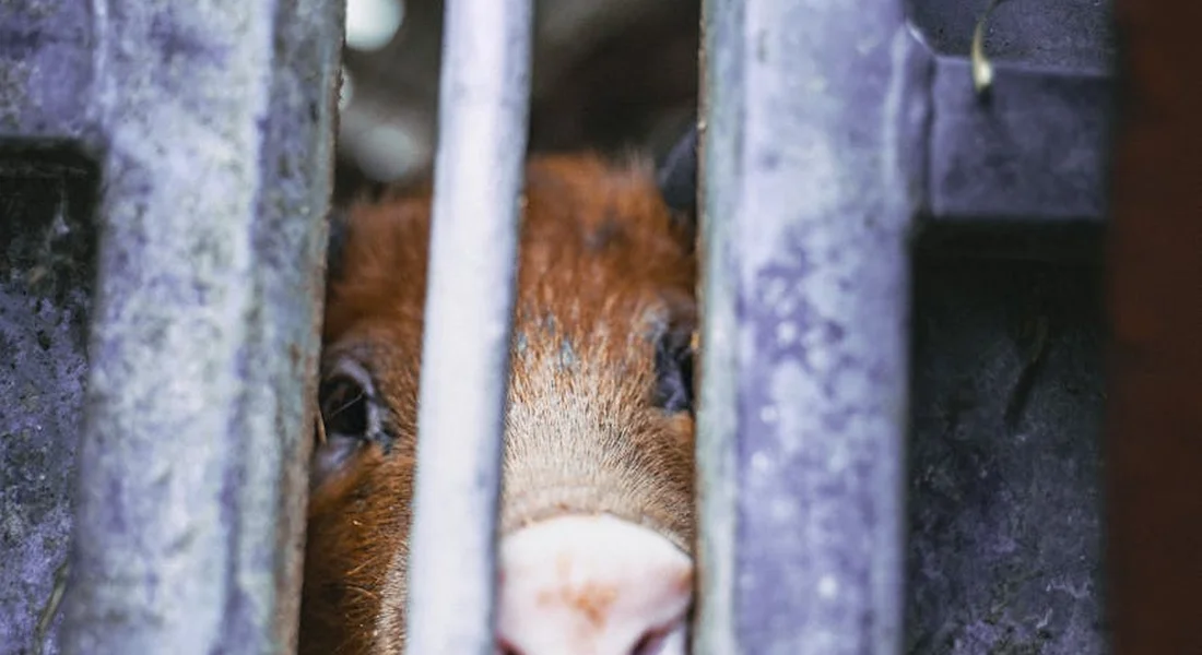 Close-up of a guinea pig peeking through the bars of its cage