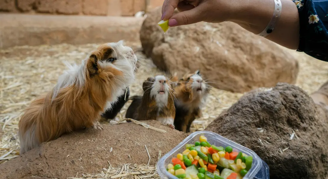 Three guinea pigs watch a hand offering a leaf of greens near a container of chopped vegetables.