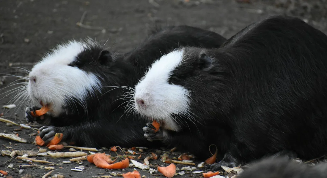 Two black-and-white guinea pigs lying on the ground, nibbling pieces of carrot.