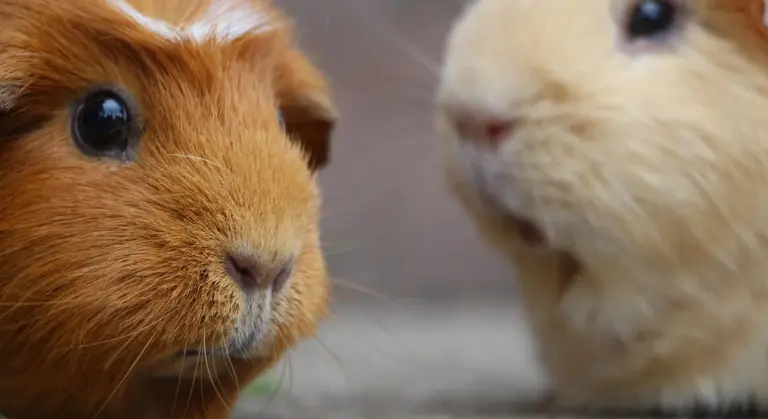 Close-up of two guinea pigs; a brown guinea pig on the left and a light beige guinea pig on the right