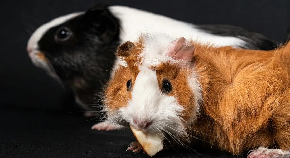 Two guinea pigs, one black and white and the other brown and white, nibbling on a small treat on a dark surface.