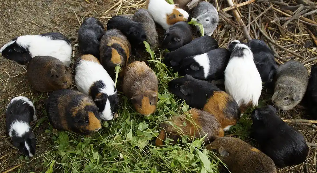 A group of guinea pigs of different colors gathered around fresh greens in a pen