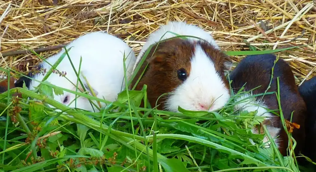 Are Pet Store Guinea Pigs Spayed or Neutered?