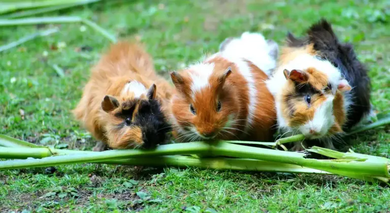 Three guinea pigs on green grass nibbling at long green stems.