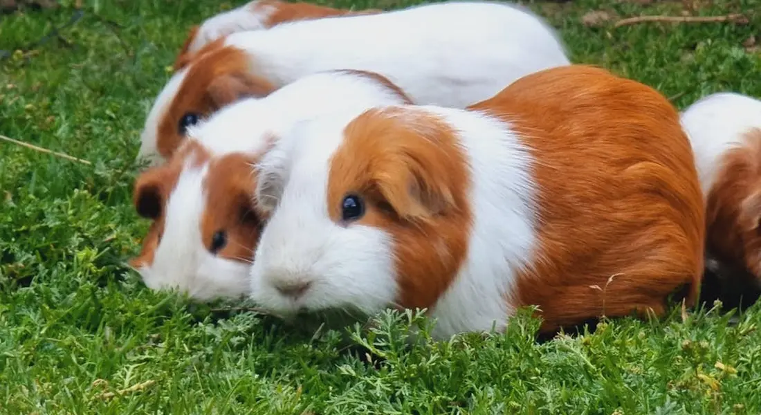 Three guinea pigs with brown and white fur resting on green grass.
